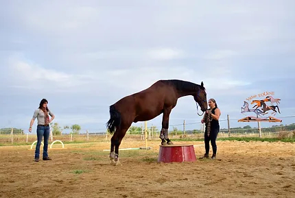 Valse Equine